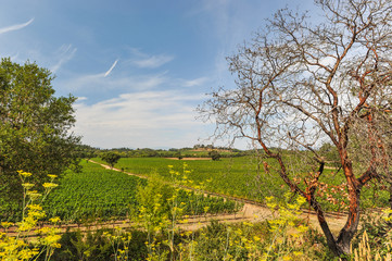 Obraz premium Bunches of wine grapes growning in vineyard