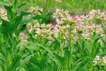 tobacco leaf plant