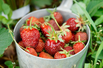 Strawberry crop
