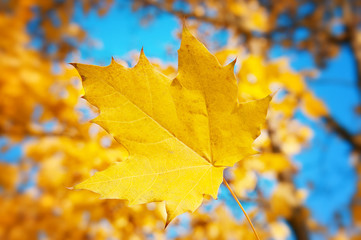 maple leaf on blue sky background