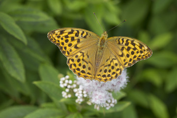 Бабочка Перламутровка большая лесная (лат. Argynnis paphia)