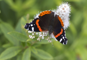 Бабочка Адмирал (Vanessa atalanta)