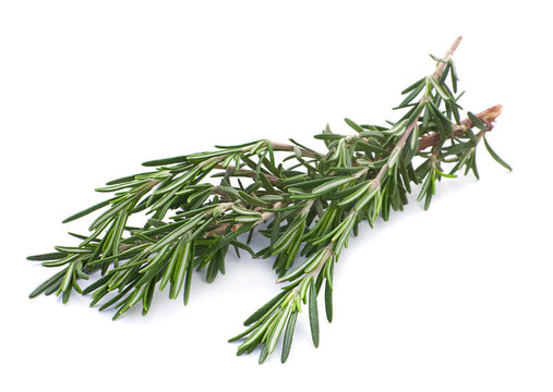 Rosemary herb closeup