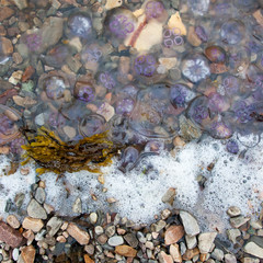 Small jellyfish washing up on a beach