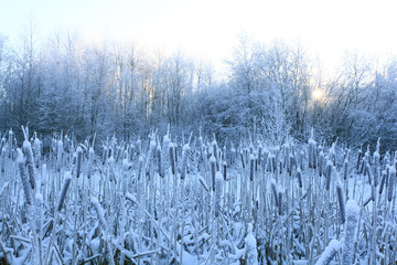 frost, winter, snow on the old grass