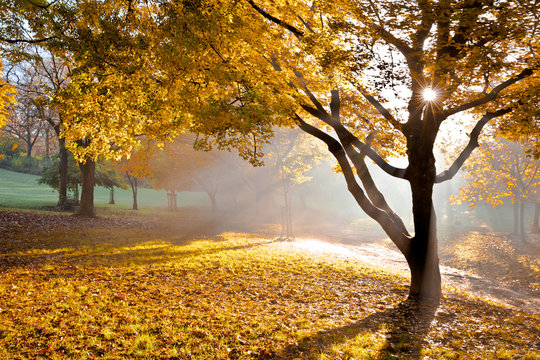 Sunset in autumn park.