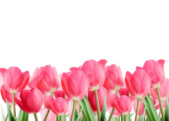 Spring tulips isolated on white background.