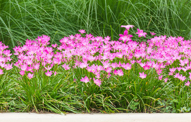 Obraz na płótnie Canvas Pink rain lily flower