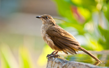 streak eared bulbul bathing , thailand