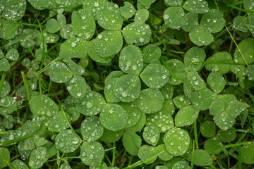 rainy plants background