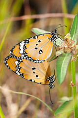 plain tiger butterfly mating close up