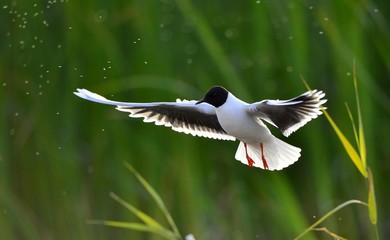 the front of Black-headed Gull (Larus ridibundus) flying