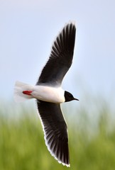 the front of Black-headed Gull (Larus ridibundus) flying