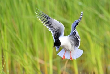 The black-headed gull (Chroicocephalus ridibundus)
