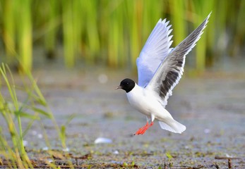  Black-headed Gull (Larus ridibundus) flying