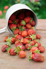 Strawberries spilled from a pot