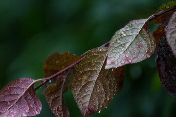 rainy plants background