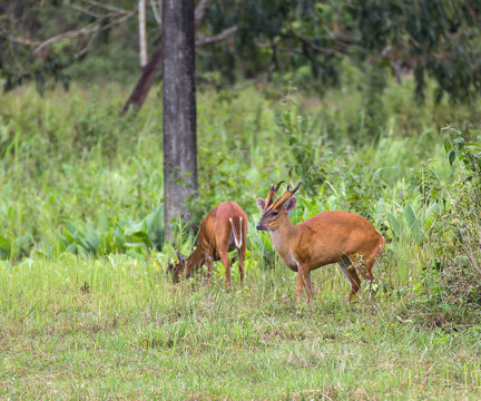 Barking deer in nature