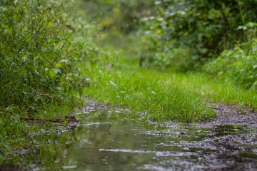 rainy plants background