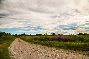 Fototapeta na wymiar lavander on a country road in the fields of italy