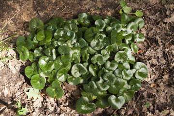 Leberblümchen-Blätter