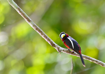 Colorful of black and red bird