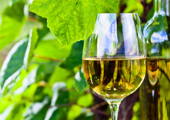 white wine in vineyard