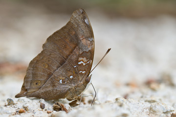  Autumn Leaf butterfly close up