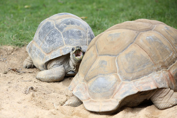 Aldabra giant tortoise, Aldabrachelys gigantea