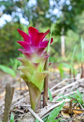 Obraz premium Curcuma sessilis flower close up