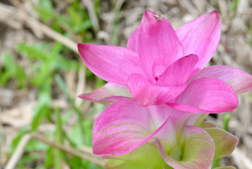 Curcuma sessilis flower close up