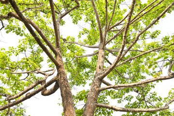 abstract background of tree branch