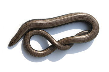Blindschleiche, Anguis, fragilis, Echsenart, Echse,