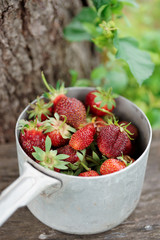 Strawberry crop