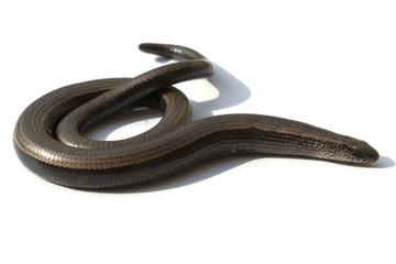 Blindschleiche, Anguis, fragilis, Echsenart, Echse,