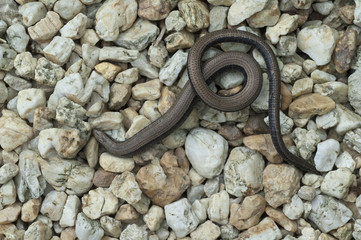 Blindschleiche; Anguis; fragilis; Echsenart; Echse;