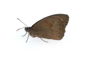 Grosses, Ochsenauge; Maniola; jurtina; Braunauge;