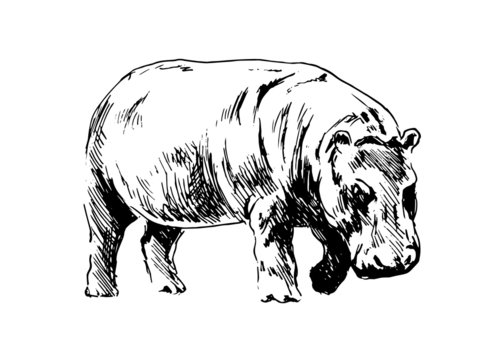 Hand drawing of a hippopotamus. Vector illustration