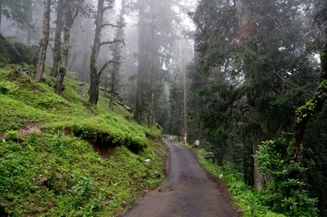 Fototapeta premium Forest road