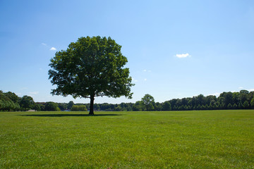 Parklandschaft