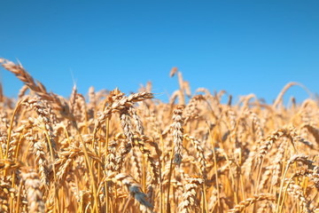 Wheat field and blue sky