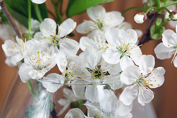 cherry blossom aroma