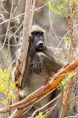 Wild Chacma Baboon with funny facial expressions