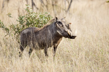 Wild Warthog standing at attention with Oxpecker on it's face