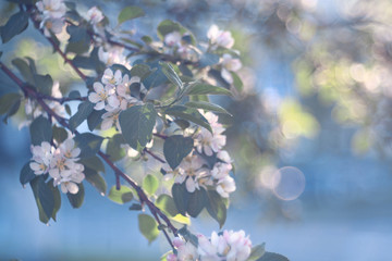 apple flowers on a branch
