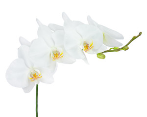 Fototapeta na wymiar Seven day old white orchid isolated on white background.