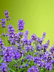 Lavendel vor grünem Hintergrund