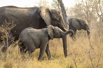 A wild baby Elephant walking along side it's mother