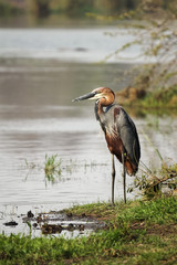 A large Goliath Heron bird standing next to a river