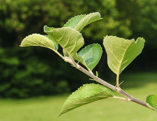 branch with green leaves